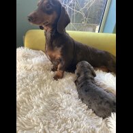 Dachshund (Standard &amp; Miniature) - Dogs