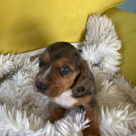 Dachshund (Standard &amp; Miniature) - Dogs