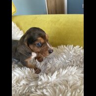 Dachshund (Standard &amp; Miniature) - Dogs