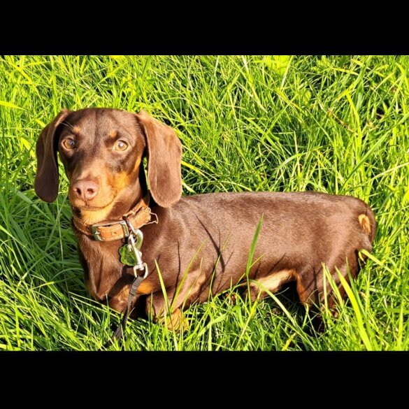 Dachshund (Standard &amp; Miniature)