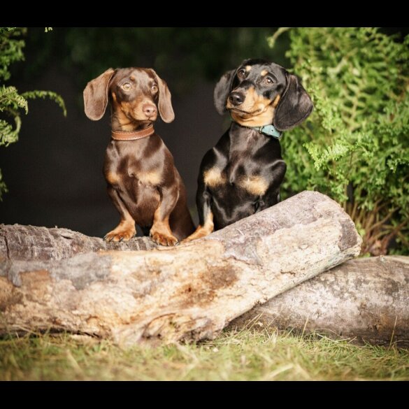 Dachshund (Standard &amp; Miniature)