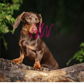 Dachshund (Standard &amp; Miniature)