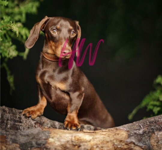 Dachshund (Standard &amp; Miniature)