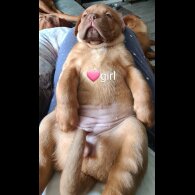 Dogue De Bordeaux - Both