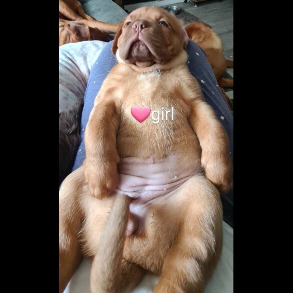 Dogue De Bordeaux - Both