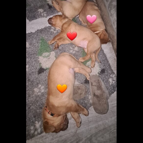 Dogue De Bordeaux - Both