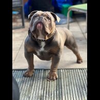 English Bulldog - Both