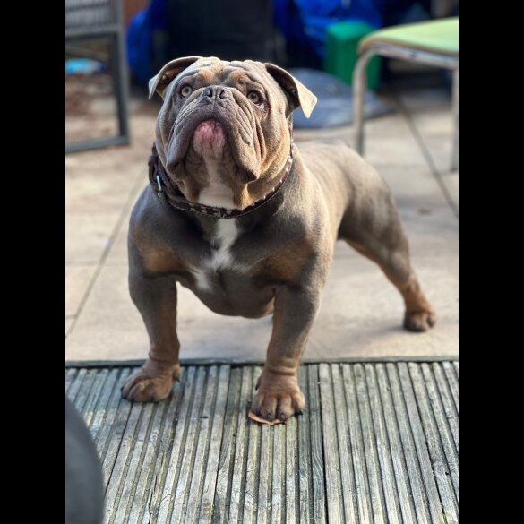 English Bulldog - Both