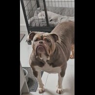 English Bulldog - Both