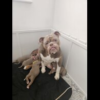 English Bulldog - Both