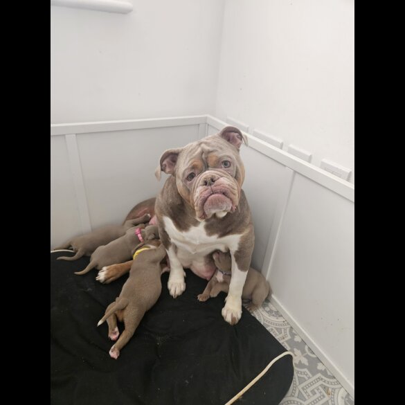 English Bulldog - Both