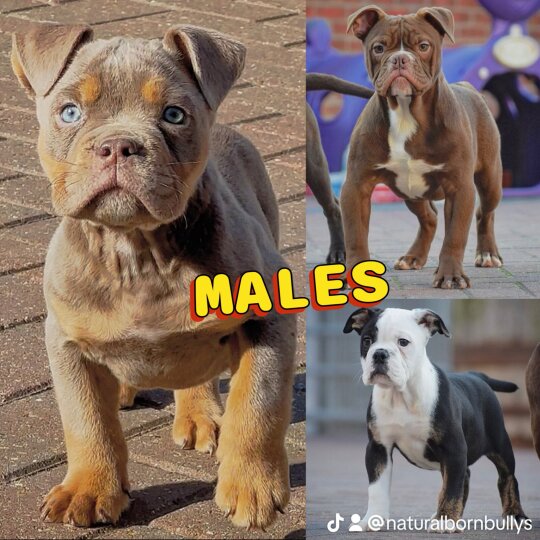 English Bulldog - Both