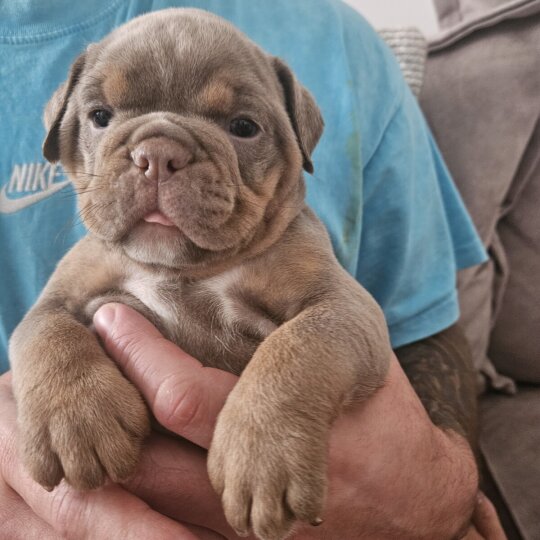 English Bulldog - Both