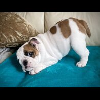 English Bulldog - Bitches