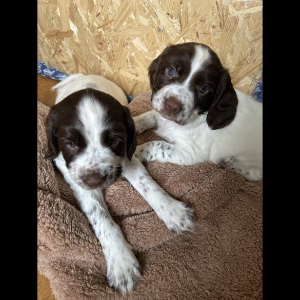 English Springer Spaniel - Both