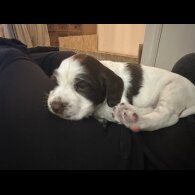 English Springer Spaniel - Both