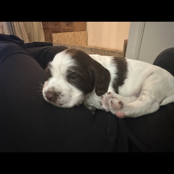 English Springer Spaniel - Both