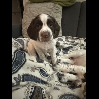 English Springer Spaniel - Both