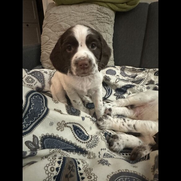 English Springer Spaniel - Both