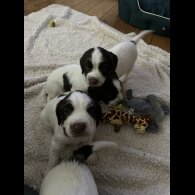 English Springer Spaniel - Both