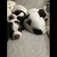 English Springer Spaniel - Both