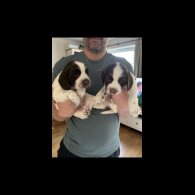 English Springer Spaniel - Both