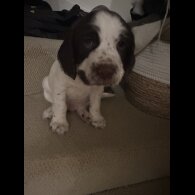 English Springer Spaniel - Both