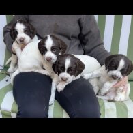 English Springer Spaniel - Both