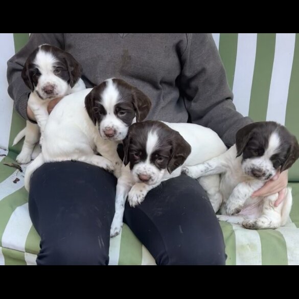 English Springer Spaniel - Both