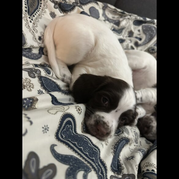 English Springer Spaniel - Both