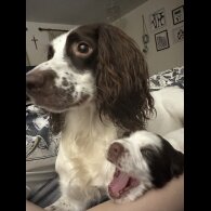 English Springer Spaniel - Both