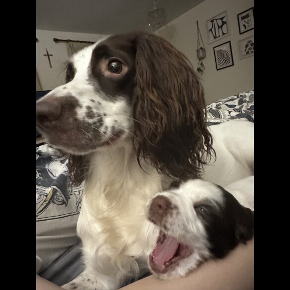 English Springer Spaniel - Both