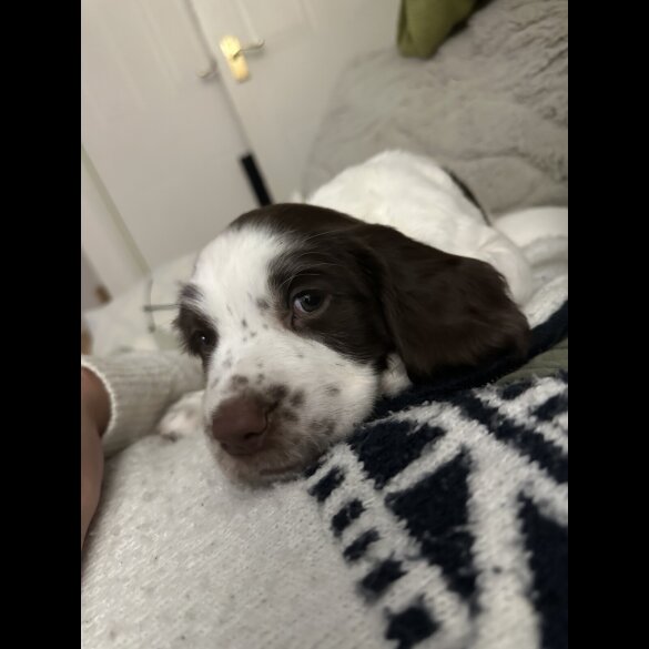 English Springer Spaniel - Both