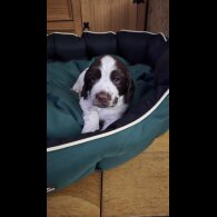 English Springer Spaniel - Both