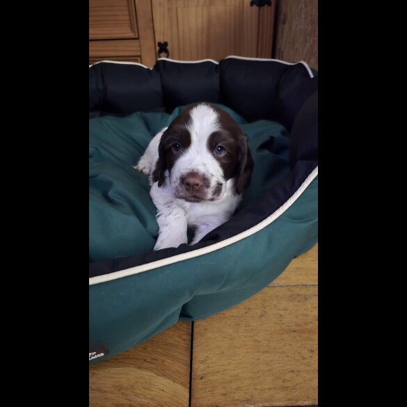 English Springer Spaniel - Both