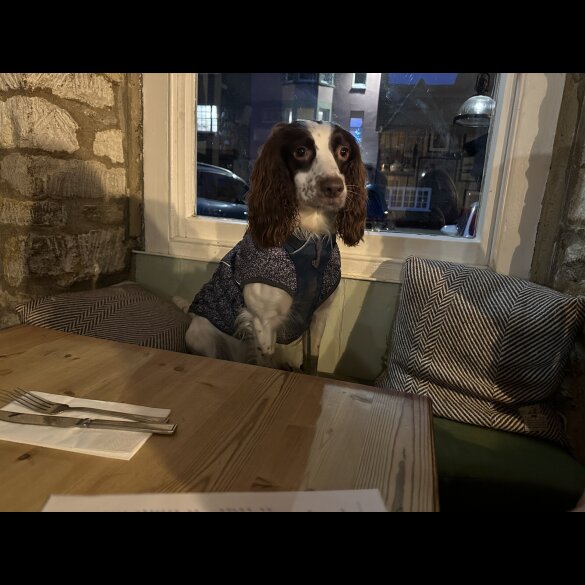 English Springer Spaniel - Both