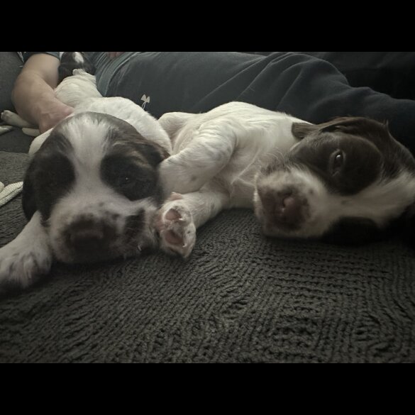 English Springer Spaniel - Both