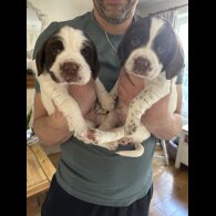 English Springer Spaniel - Both