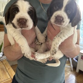 English Springer Spaniel - Both