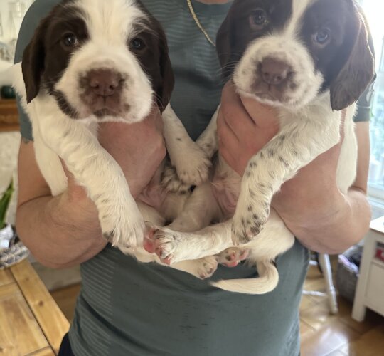 English Springer Spaniel