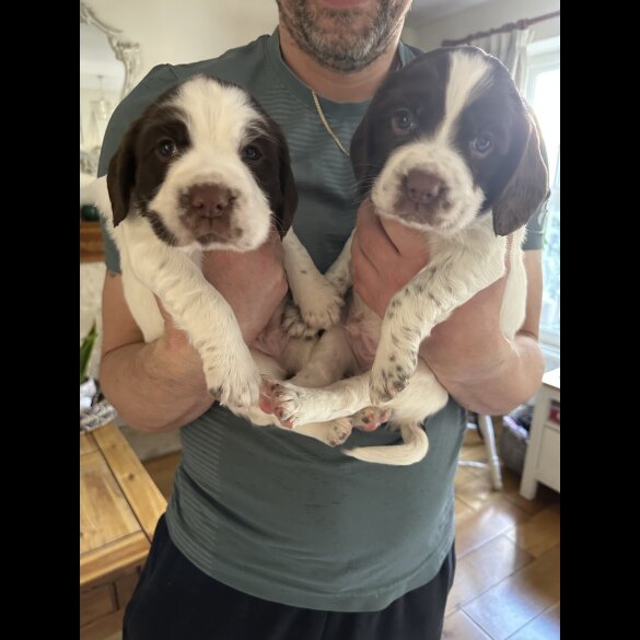 English Springer Spaniel - Both