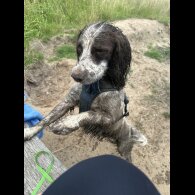 English Springer Spaniel - Both