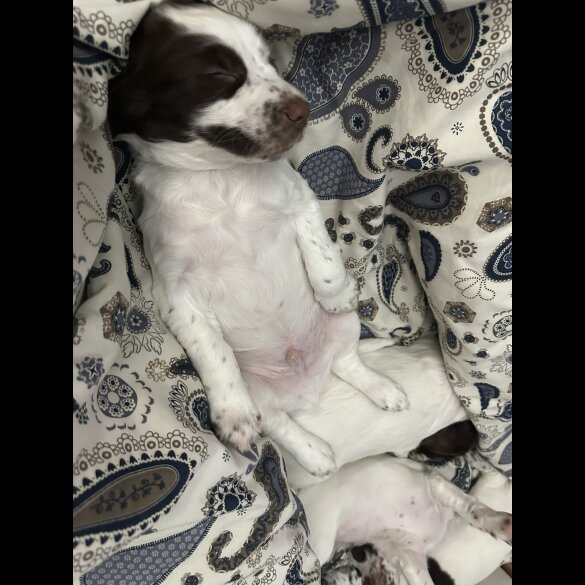 English Springer Spaniel - Both