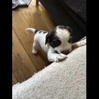 English Springer Spaniel - Both