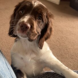 English Springer Spaniel - Bitches