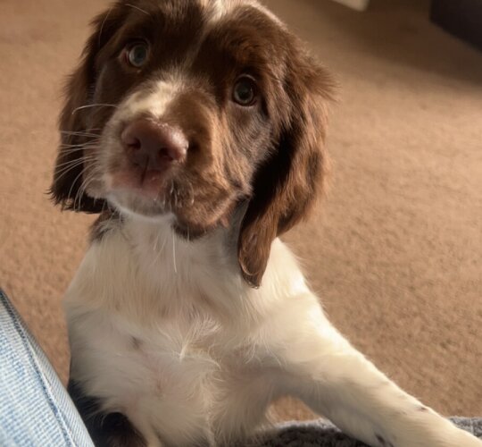 English Springer Spaniel