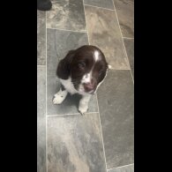 English Springer Spaniel - Bitches