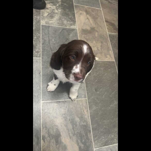 English Springer Spaniel - Bitches