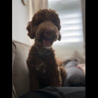 Goldendoodle - Both