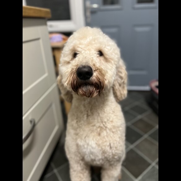 Goldendoodle - Both